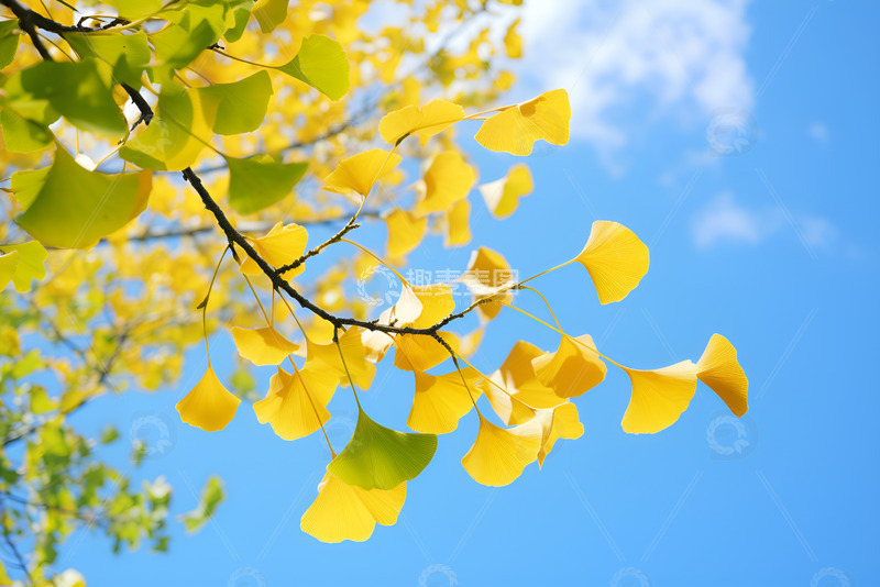 高清大图下载【趣麦麦图】蓝天下的银杏树叶