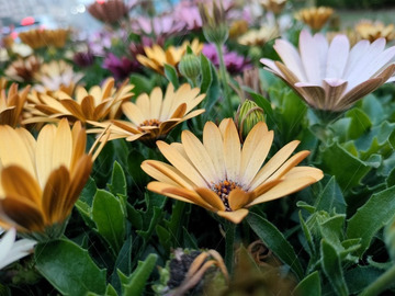 黄色的小雏菊