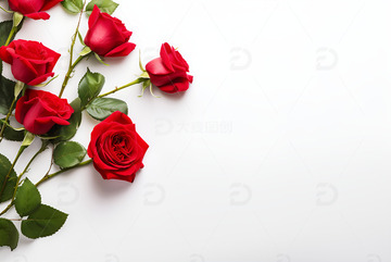 白色背景上的玫瑰花束