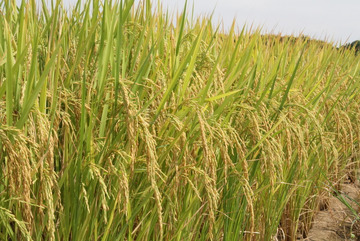 水稻农业植物摄影图