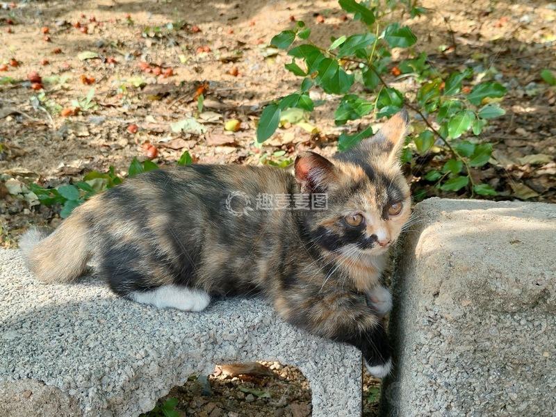 高清大图下载【趣麦麦图】正在玩耍的猫