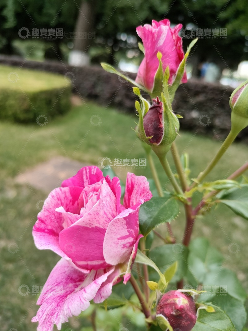 高清大图下载【趣麦麦图】粉白色月季花