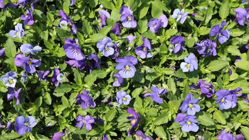 花，紫色花、春天、绿叶