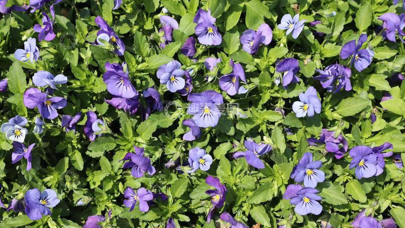 花，紫色花、春天、绿叶