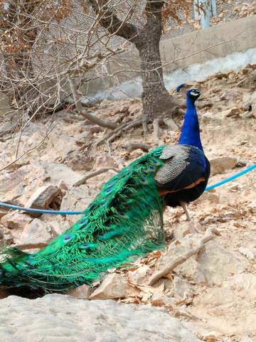 春天的美丽孔雀