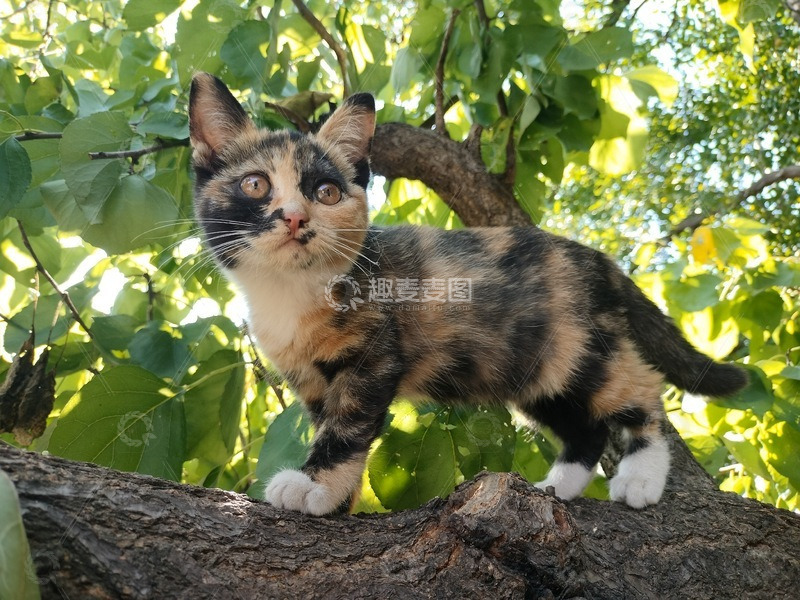 高清大图下载【趣麦麦图】树上的三花猫