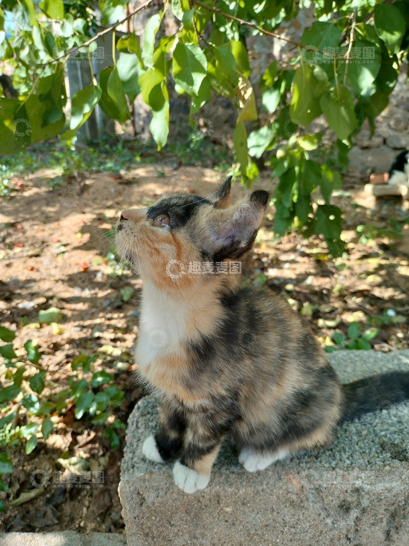 高清大图下载【趣麦麦图】-农村的小猫咪