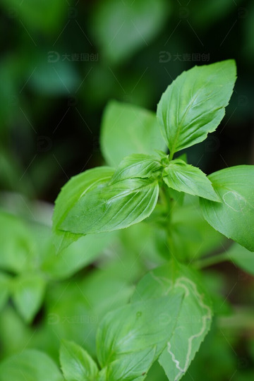 罗勒 金不换 九层塔