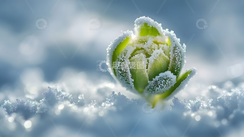 高清大图下载【趣麦麦图】冬天雪地中覆盖霜晶的绿色嫩芽自然特写