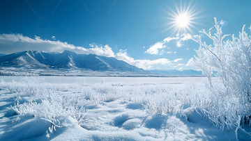 冬天阳光下雪原与结霜灌木的清冷自然风景