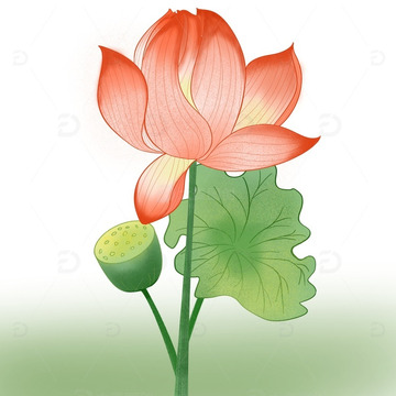 夏季荷花素材插画