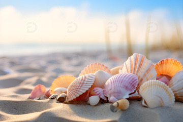 沙滩上的彩色贝壳