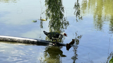 波光粼粼的湖边动物飞禽番鸭