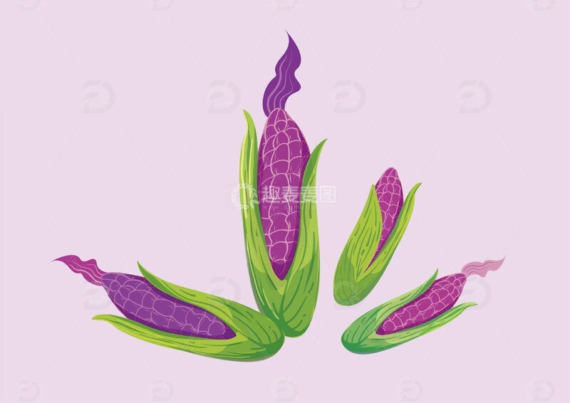 源文件下载【趣麦麦图】手绘卡通紫玉米包谷插画