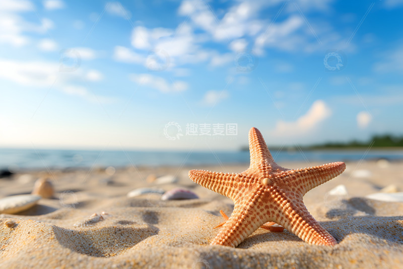 沙滩上的海星