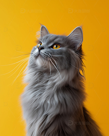 宠物猫咪可爱摄影图6