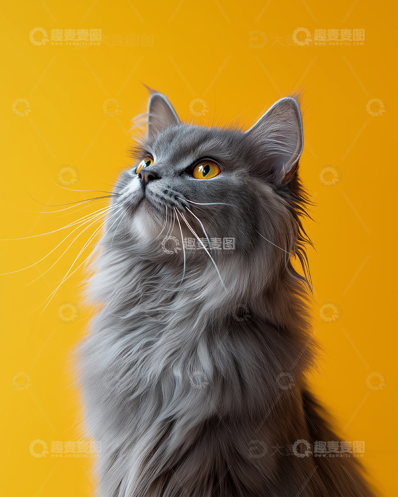 高清大图下载【趣麦麦图】宠物猫咪可爱摄影图6