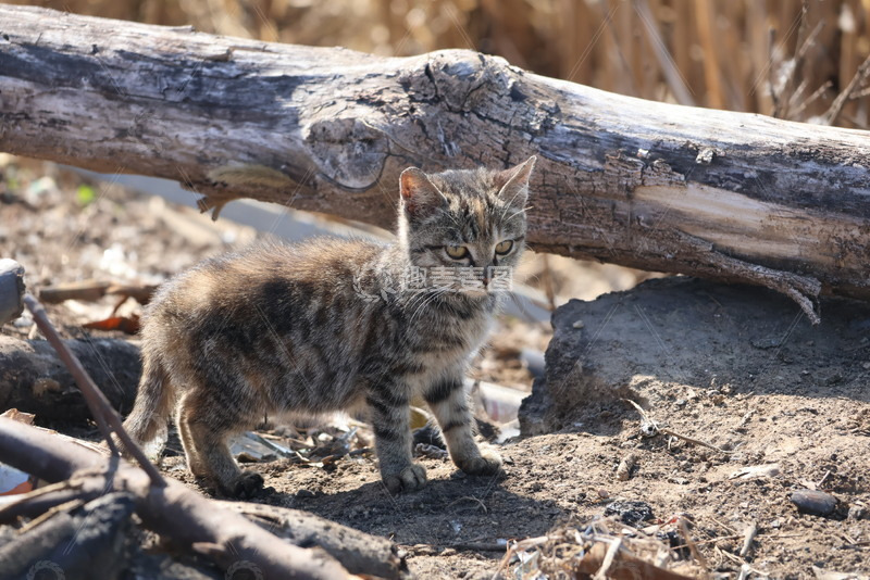 高清大图下载【趣麦麦图】狸花猫科幼崽野外拍摄图