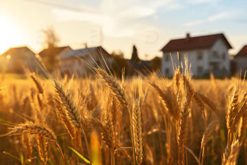 秋季一片金黄的麦田