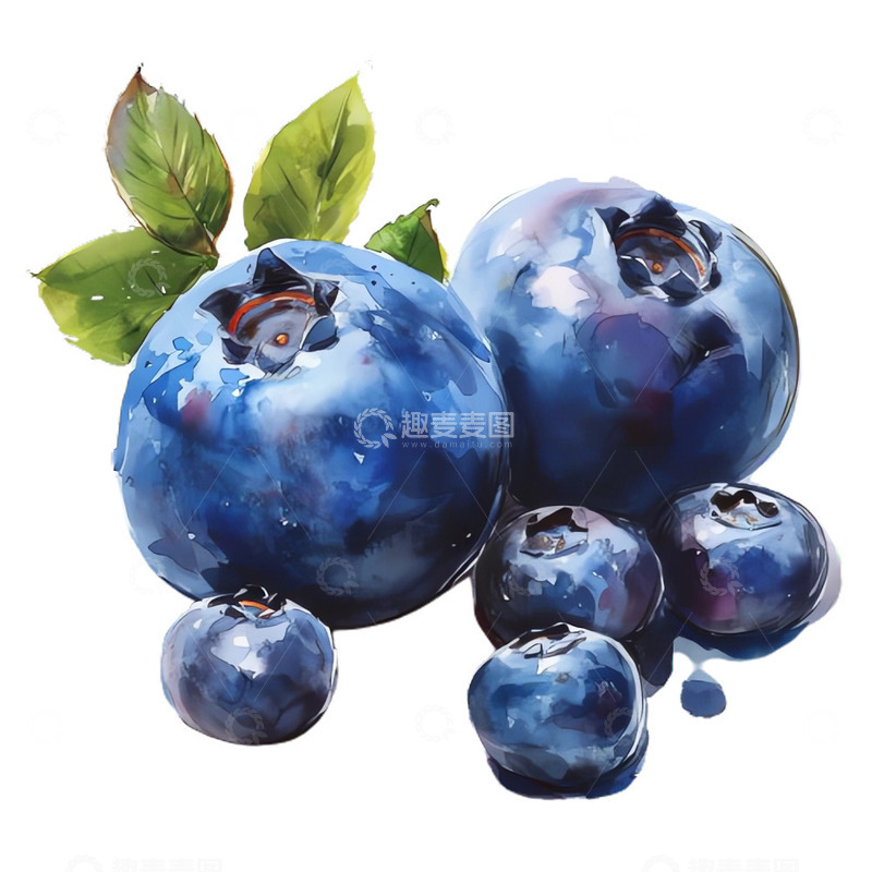 高清大图下载【趣麦麦图】水彩风格蓝莓插画