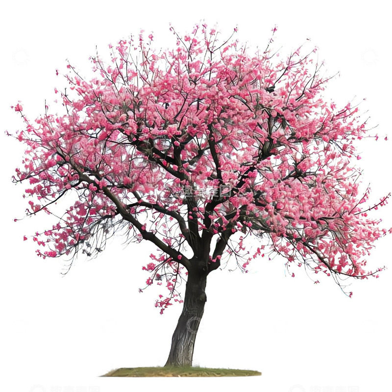 高清大图下载【趣麦麦图】长满桃花的树