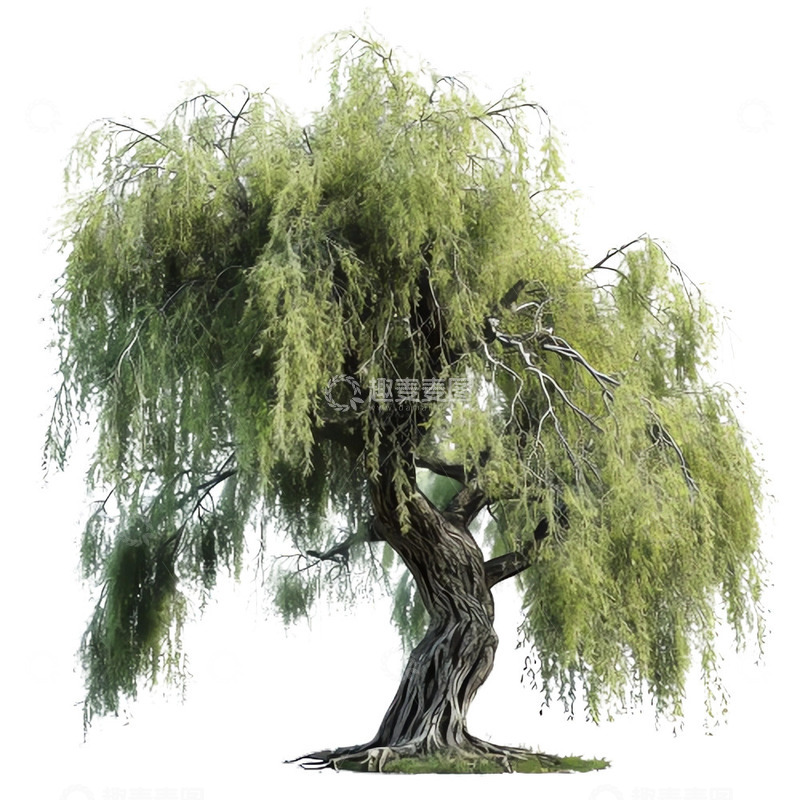 高清大图下载【趣麦麦图】写实的柳树照片