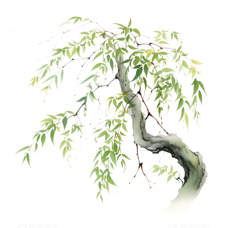 中国画柳树免扣