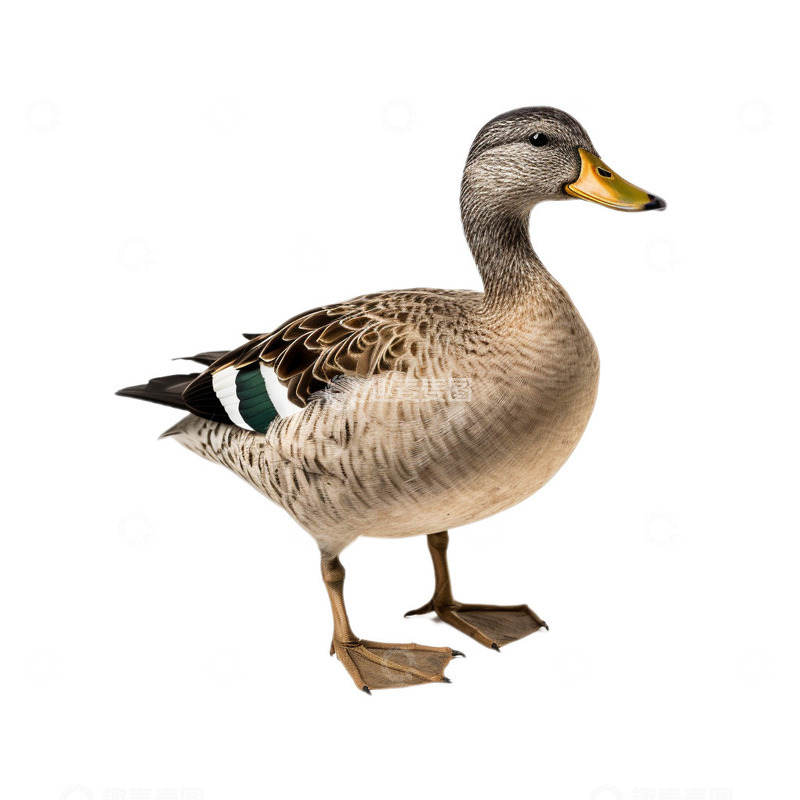 卡通鸭子免扣插画