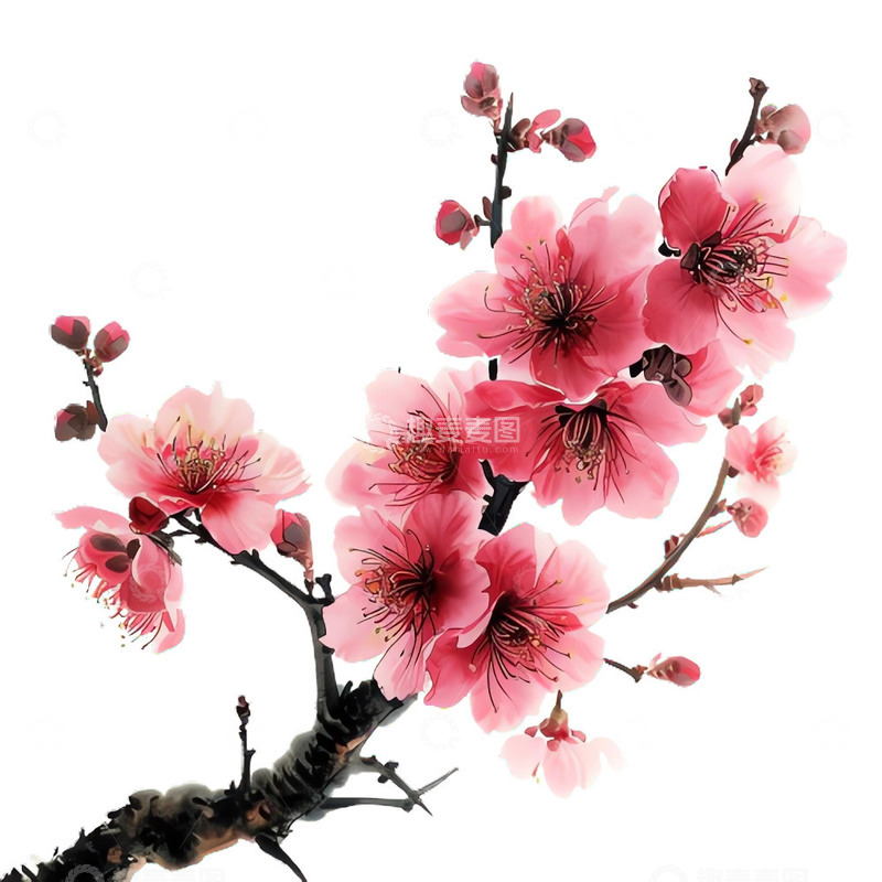 高清大图下载【趣麦麦图】长着樱花的树枝