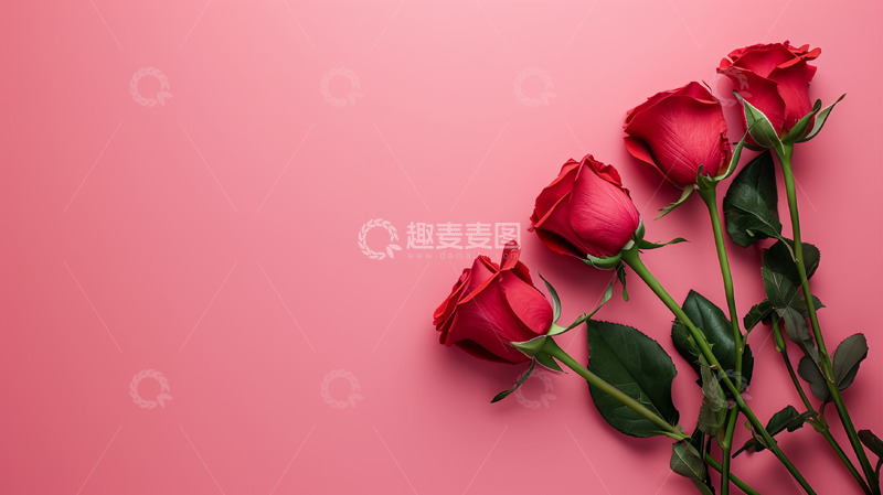 高清大图下载【趣麦麦图】玫瑰花粉色背景