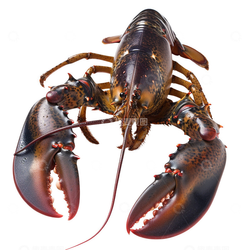 大龙虾照片写实