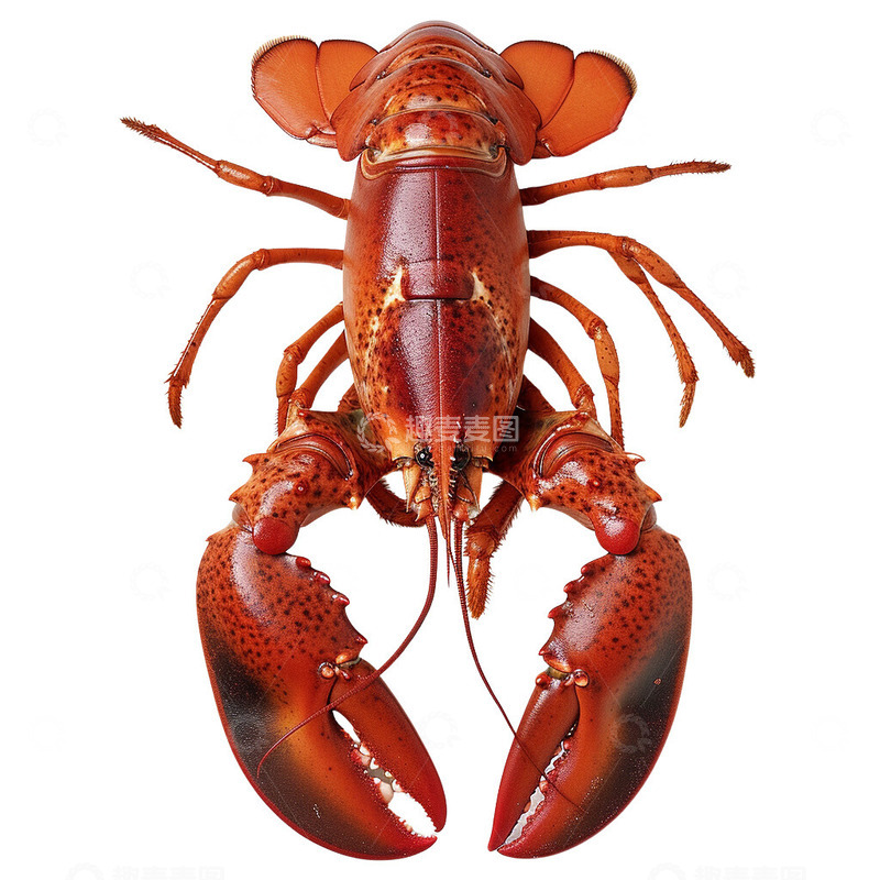 高清大图下载【趣麦麦图】大龙虾水产3