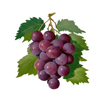 新鲜葡萄紫葡萄