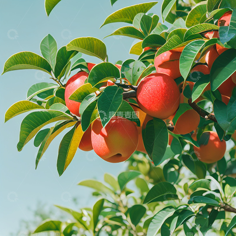 高清大图下载【趣麦麦图】苹果园果实挂满枝头
