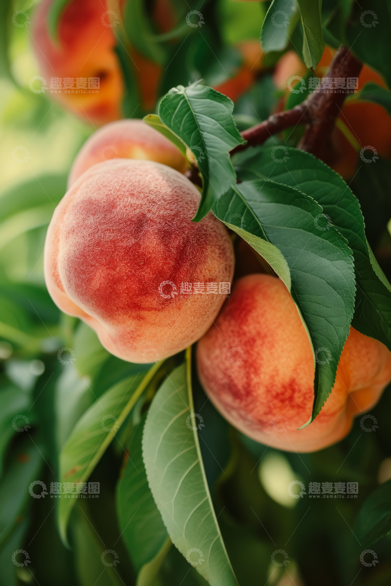 高清大图下载【趣麦麦图】美味水蜜桃水果背景