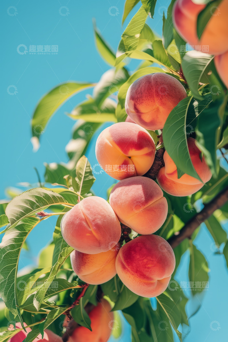 高清大图下载【趣麦麦图】水蜜桃宣传单素材
