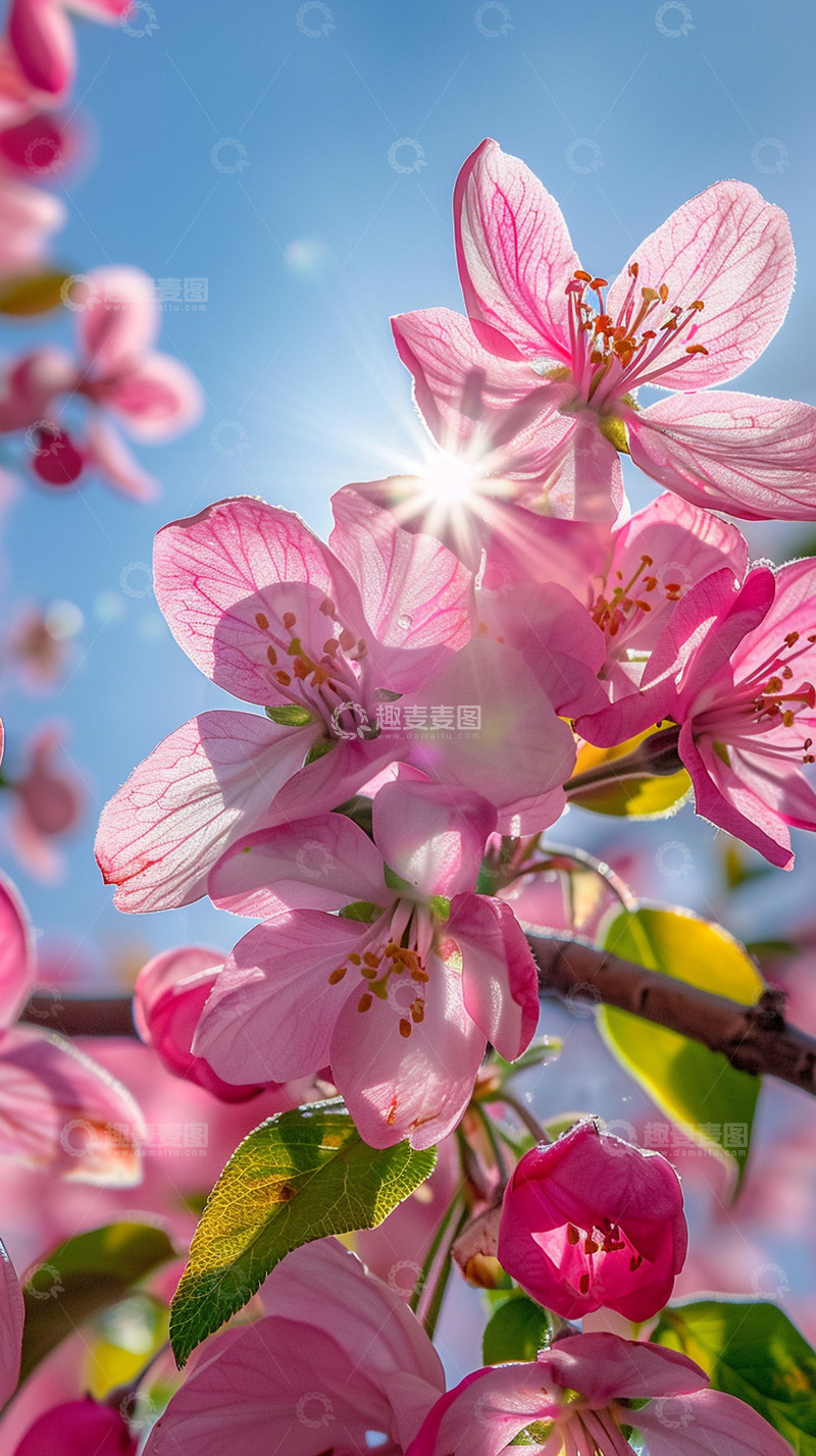 高清大图下载【趣麦麦图】桃花摄影写实背景