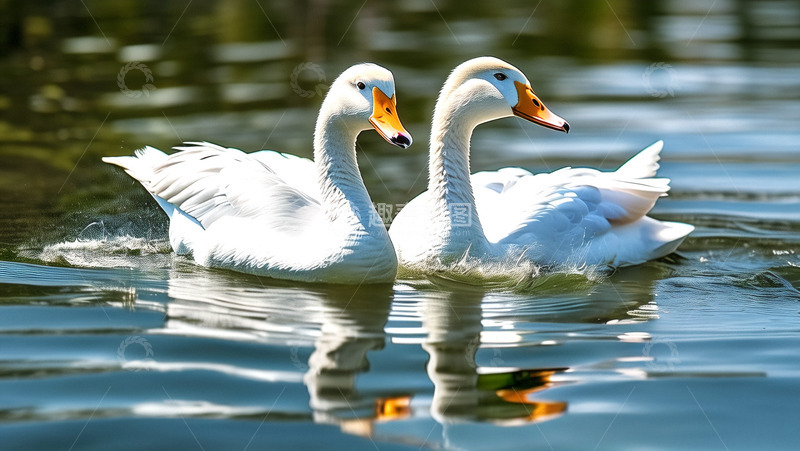 高清大图下载【趣麦麦图】春江水暖鸭子漫游