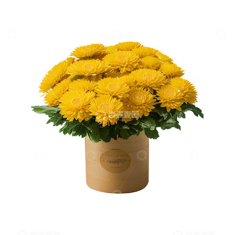 高清大图下载【趣麦麦图】写实一束菊花