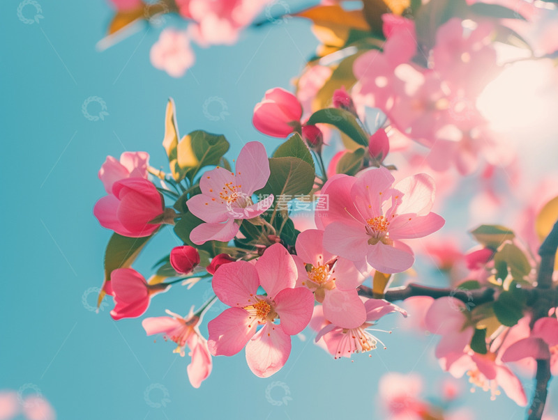 高清大图下载【趣麦麦图】唯美春日桃花摄影背景