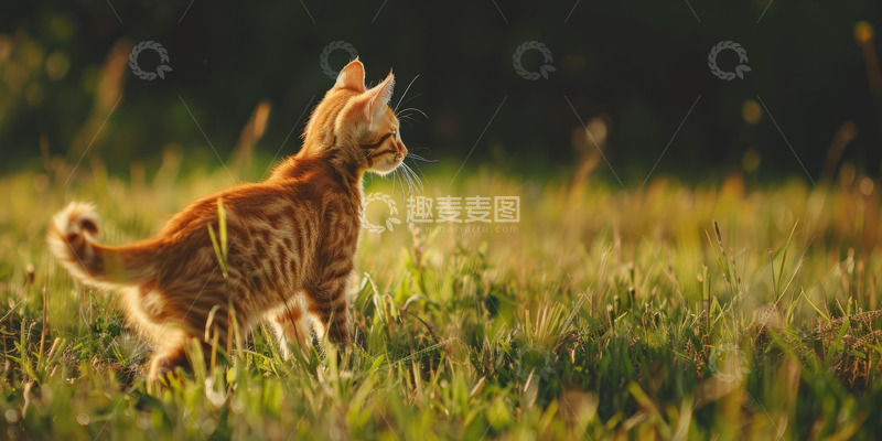 高清大图下载【趣麦麦图】可爱黄色小猫背景