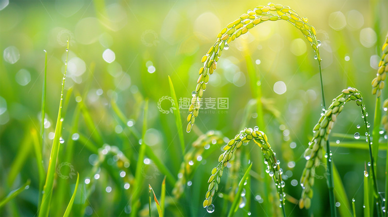 高清大图下载【趣麦麦图】春天下雨禾苗谷雨绿色壁纸背景
