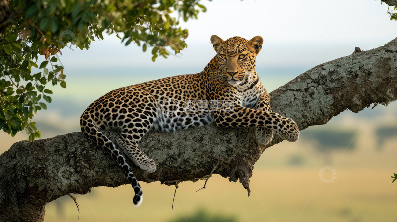 高清大图下载【趣麦麦图】树上的美洲豹