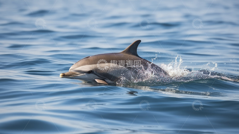高清大图下载【趣麦麦图】海面上的海豚
