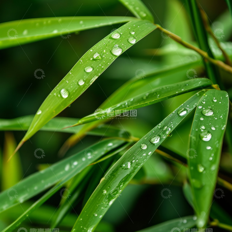 高清大图下载【趣麦麦图】布满露水的绿色叶片