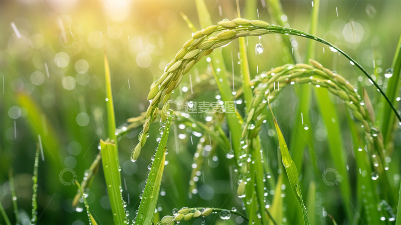 春天稻谷麦穗下雨谷雨唯美场景