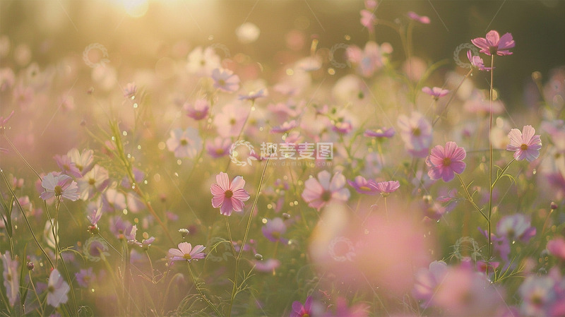 高清大图下载【趣麦麦图】春天粉色鲜花唯美背景壁纸