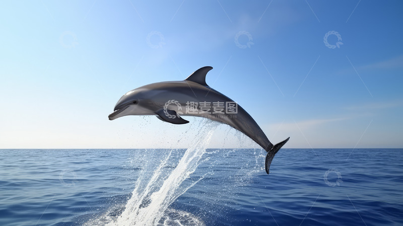 高清大图下载【趣麦麦图】蓝色海洋海豚海洋生物