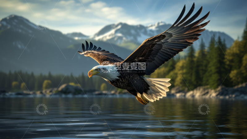 高清大图下载【趣麦麦图】飞越大海的老鹰