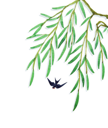 春天柳条柳枝燕子